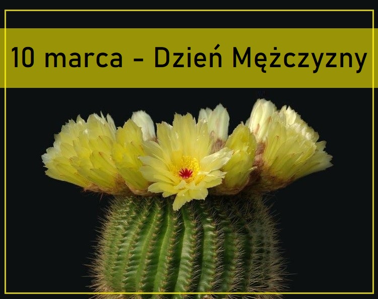 10 marca dzień mężczyzny kwitnący kaktus z żółtymi kwiatami