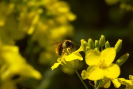 Pszczoły kontra opryski - świadome rolnictwo i ogrodnictwo