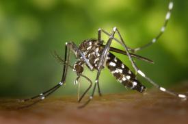 Zwalczanie komarów na terenie Gminy Brzeszcze