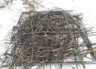 Platforma dla bocianów z gałęziami - przygotowanie dla nowego gniazda