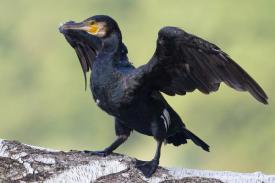 Płoszenie kormoranów