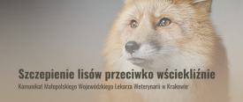 Jesienne szczepienie lisów przeciwko wściekliźnie