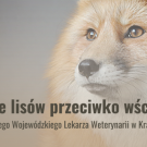 Jesienne szczepienie lisów przeciwko wściekliźnie