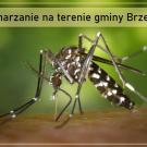 Odkomarzanie na terenie gminy Brzeszcze 