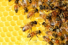 Zgnilec amerykański pszczół – Gmina Brzeszcze obszarem zapowietrzonym